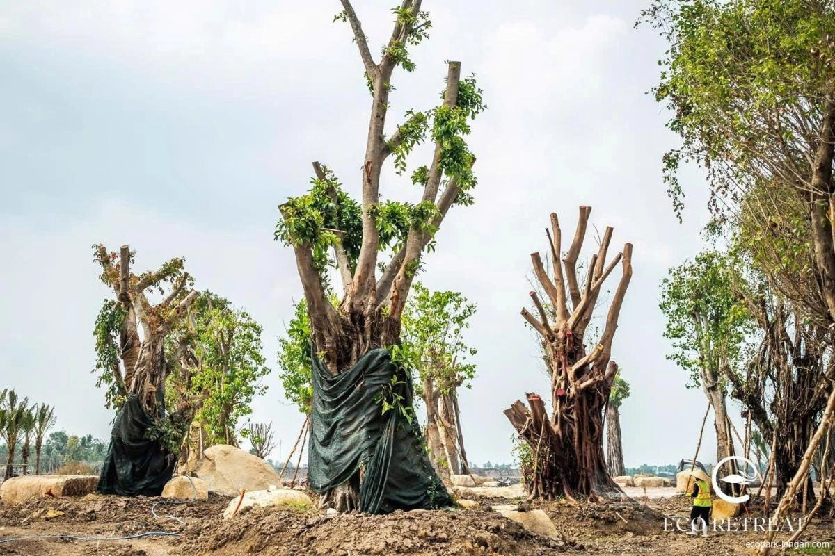 Khám phá 8 tầng cây xanh tại Ecopark Long An. Hiếm có khó tìm Khám phá 8 tầng cây xanh tại Ecopark Long An. Hiếm có khó tìm