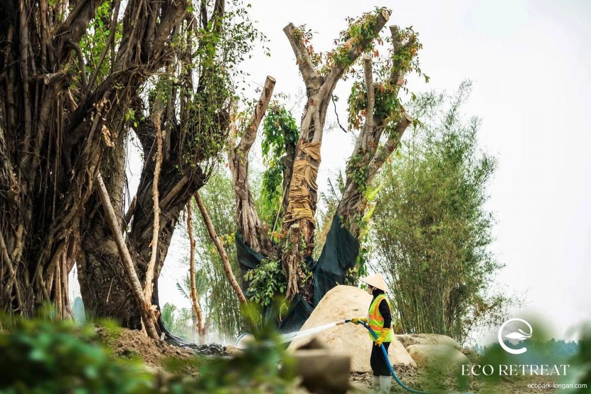 Lợi Ích Sức Khỏe Từ Không Gian Sống Xanh Tại Eco Retreat Long An