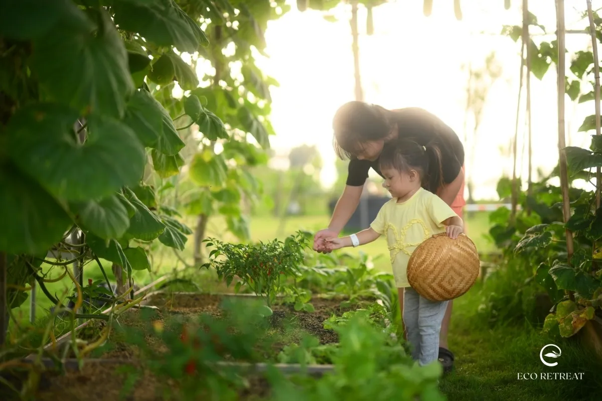 Tại Nông trại vui vẻ của Eco Retreat, những bàn tay nhỏ xíu được tự mình nhặt từng quả trứng gà mới đẻ